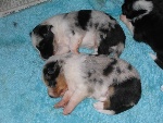 3 weken